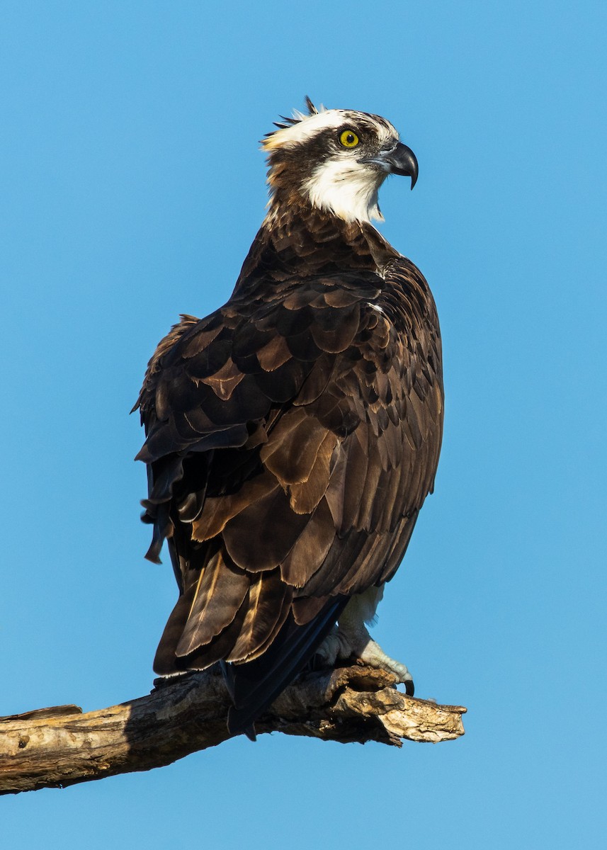 Скопа західна - ML646812712