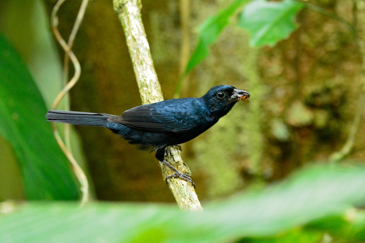 Красношапочная танагра - ML646812713