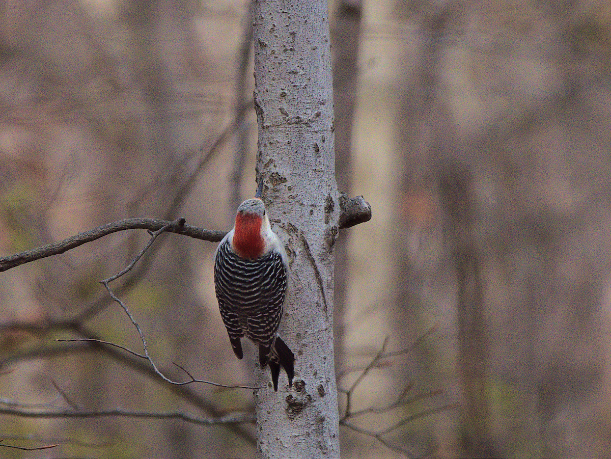 Гіла каролінська - ML646812717