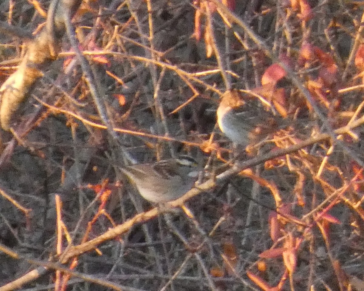 strnadec bělohrdlý - ML646812718