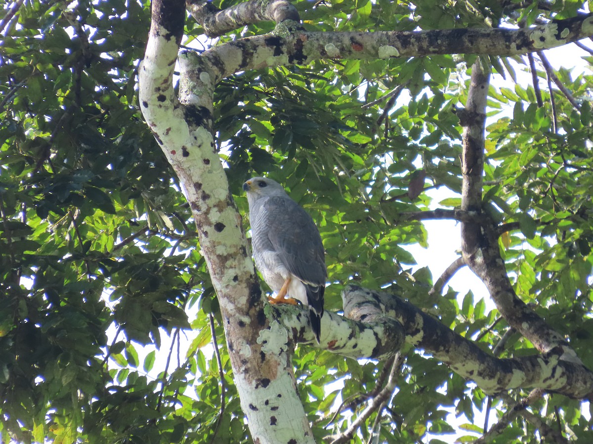 nordgråvåk - ML646812719