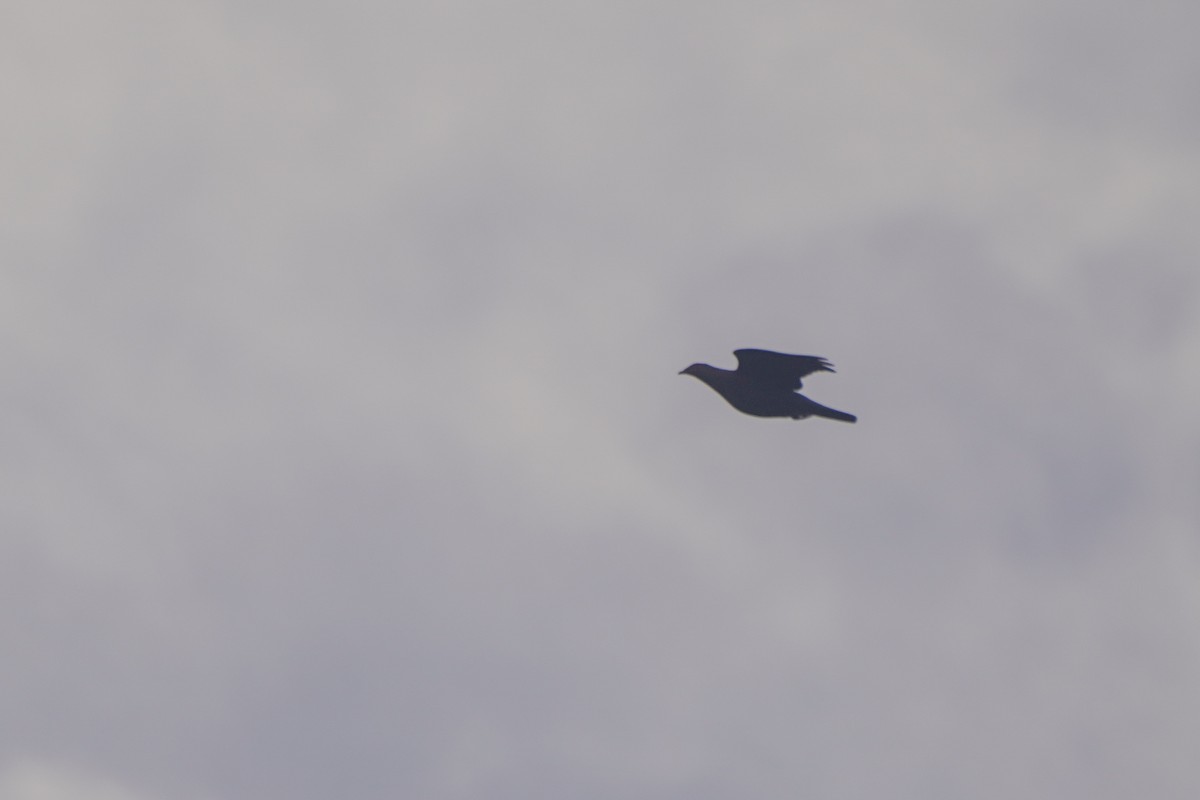 Rotschnabeltaube - ML646812720