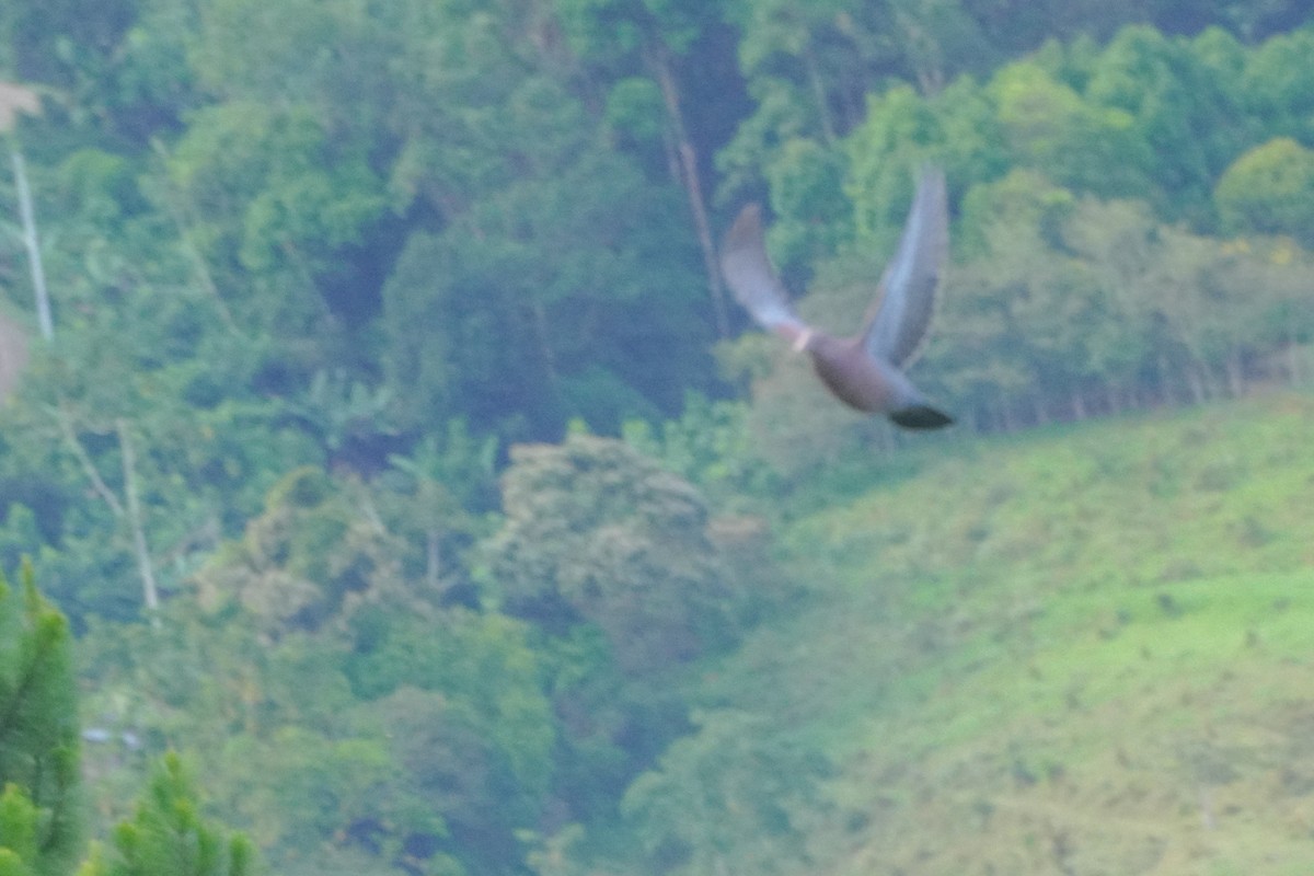 Red-billed Pigeon - ML646812721