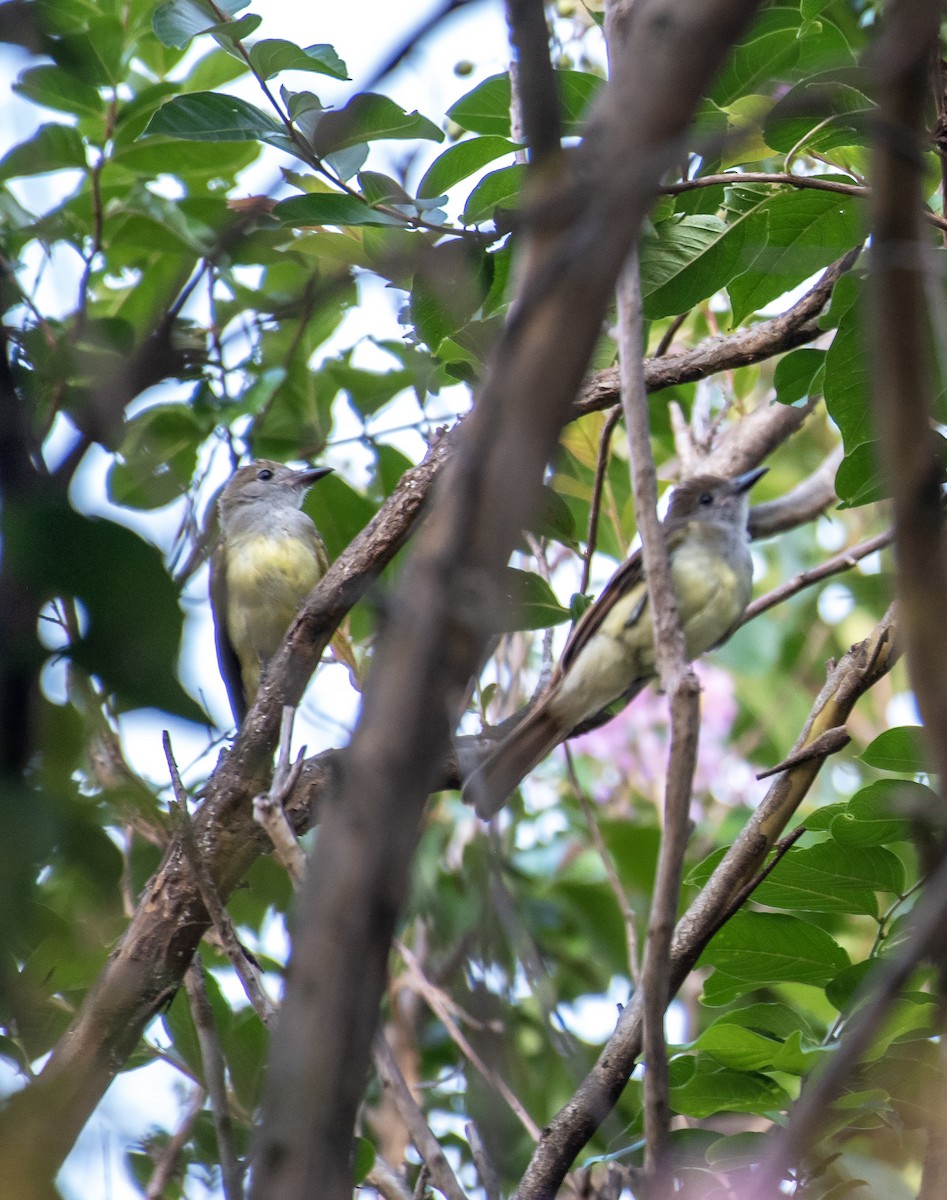 Sarı Karınlı Sinekkapan - ML646812723