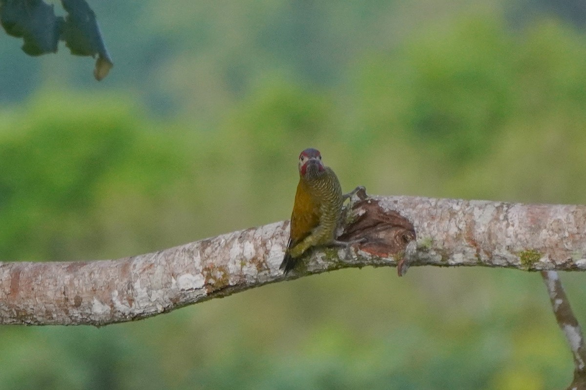 Golden-olive Woodpecker - ML646812727