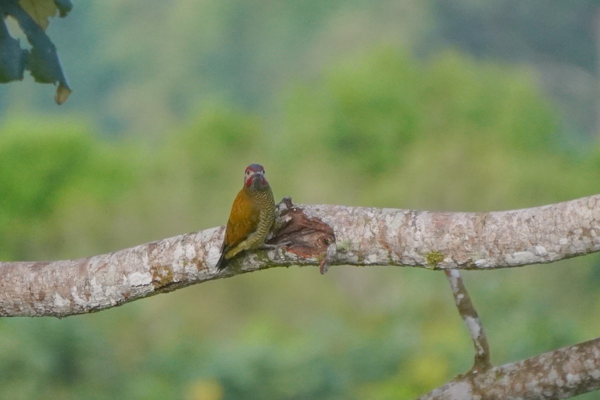 Golden-olive Woodpecker - ML646812728