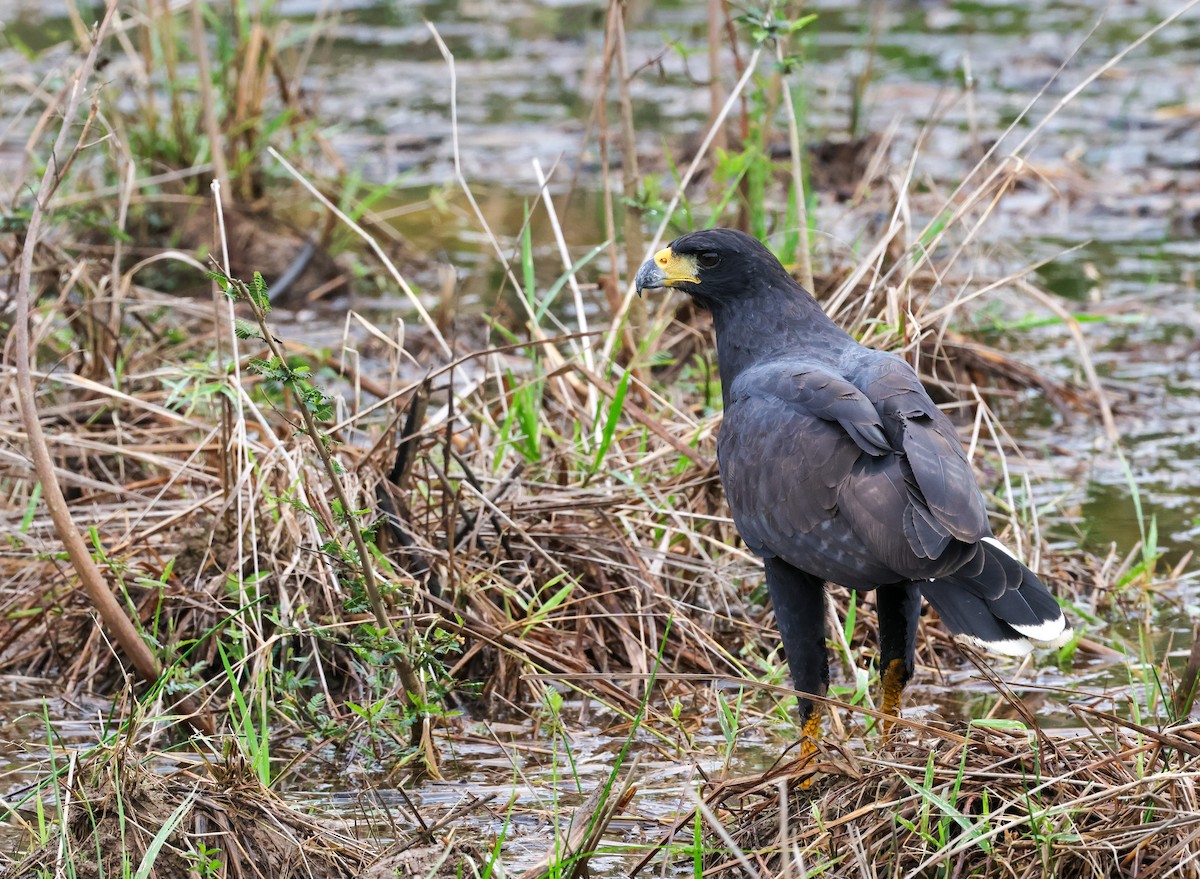 svartvåk - ML646812731