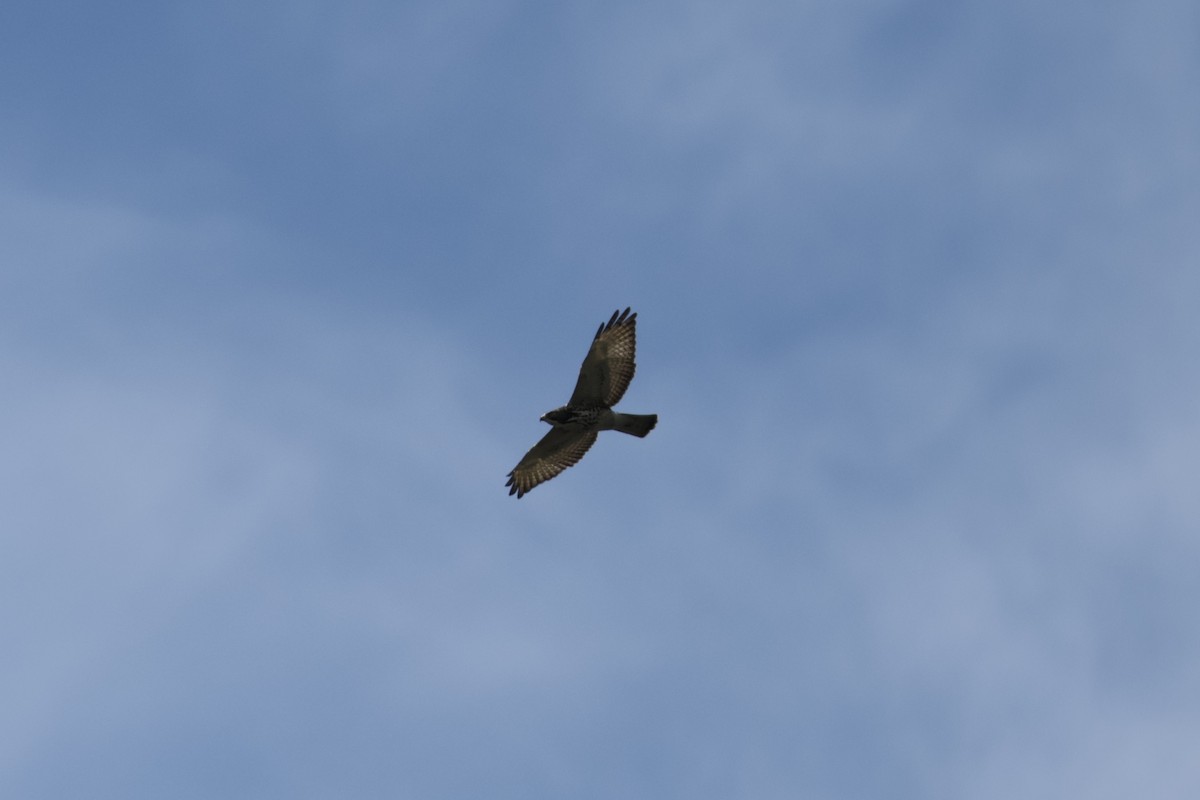 ハネビロノスリ - ML646812732