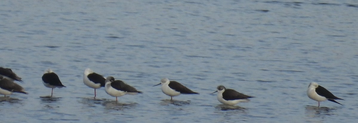 stylteløper - ML646812733