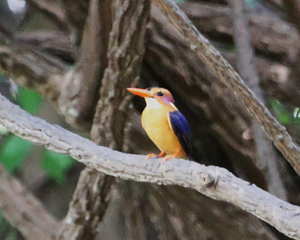 pygméisfugl - ML646812737