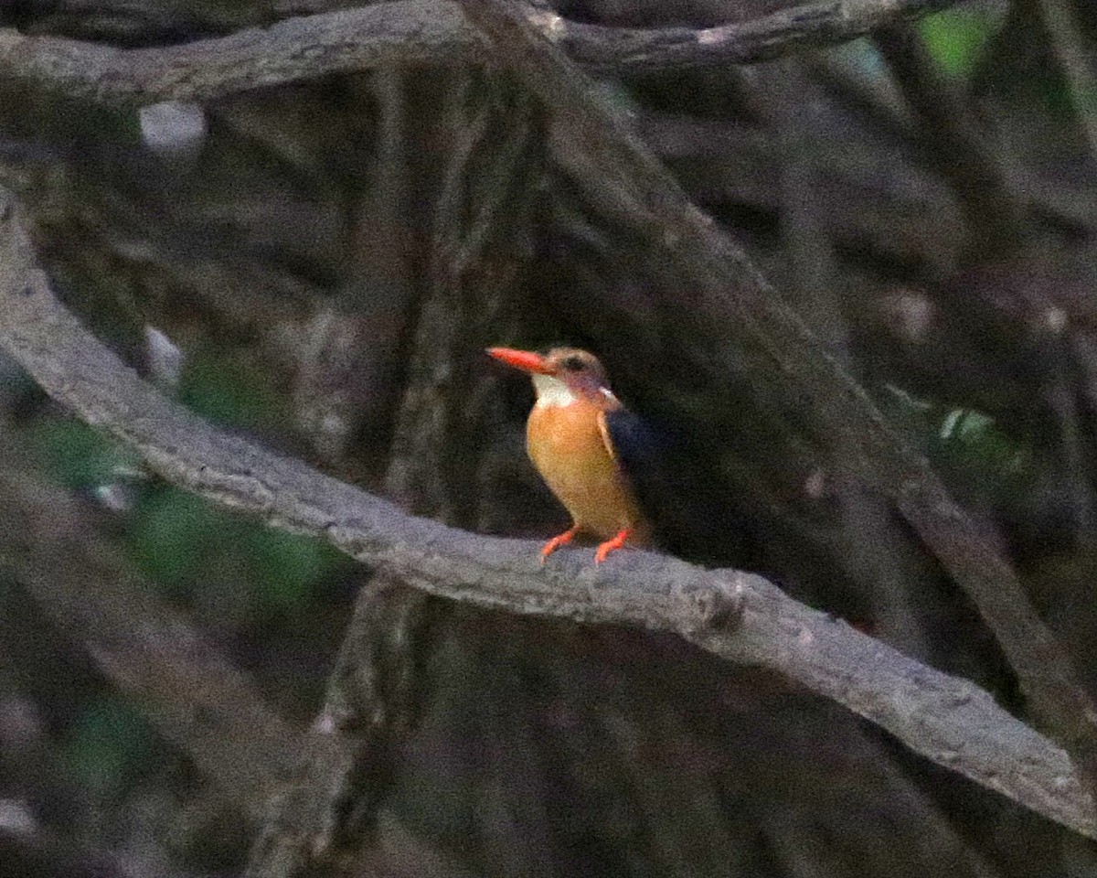 pygméisfugl - ML646812738