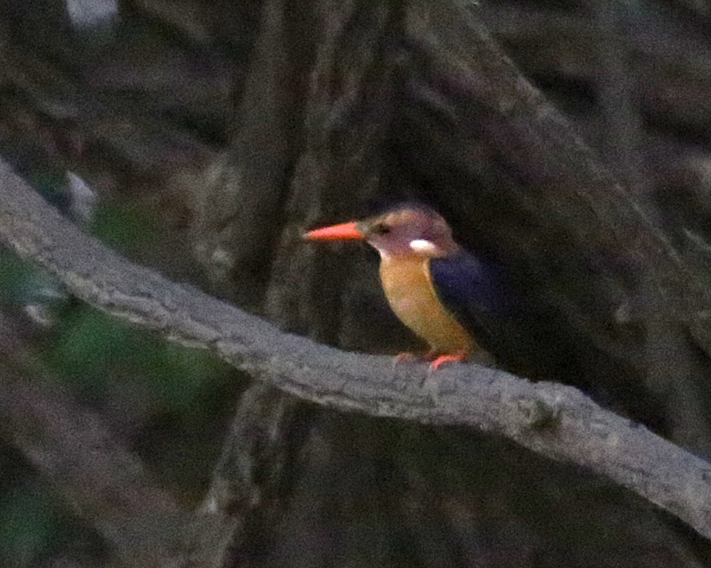 pygméisfugl - ML646812739