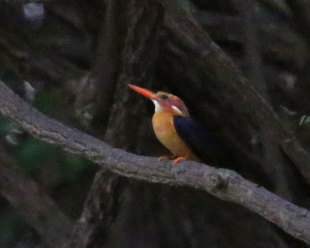 pygméisfugl - ML646812740