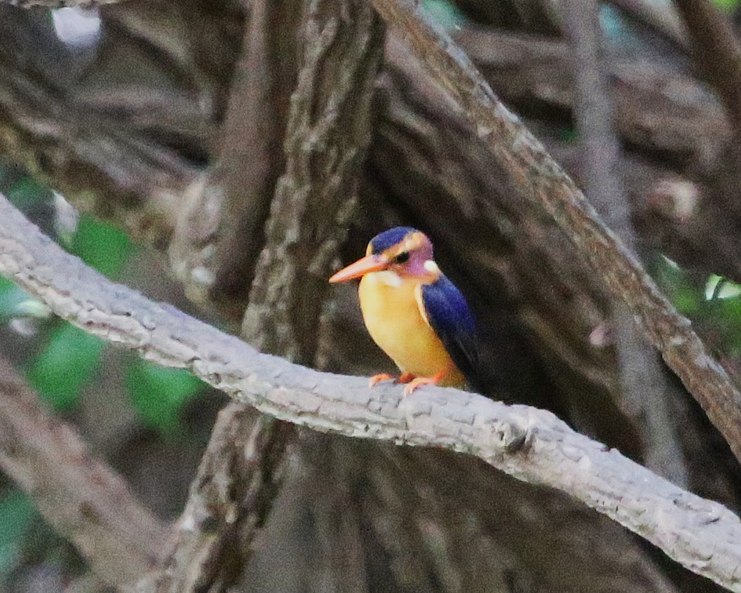 pygméisfugl - ML646812741