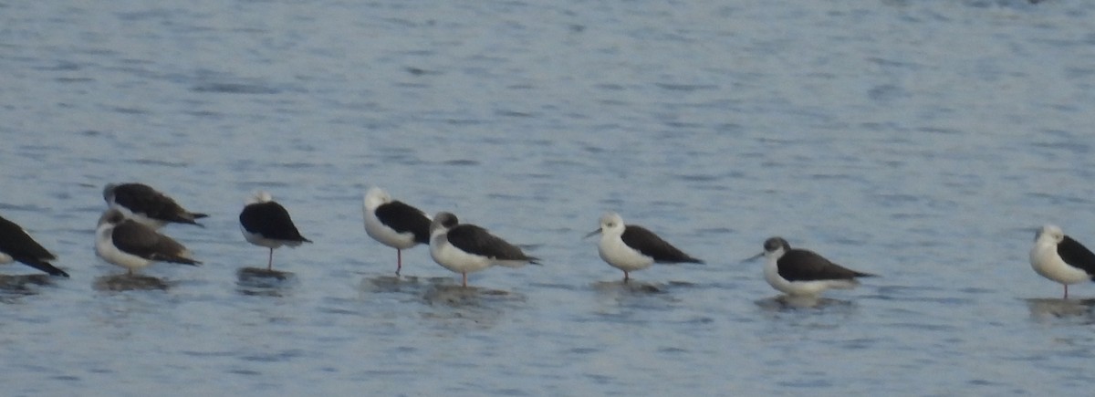 stylteløper - ML646812743