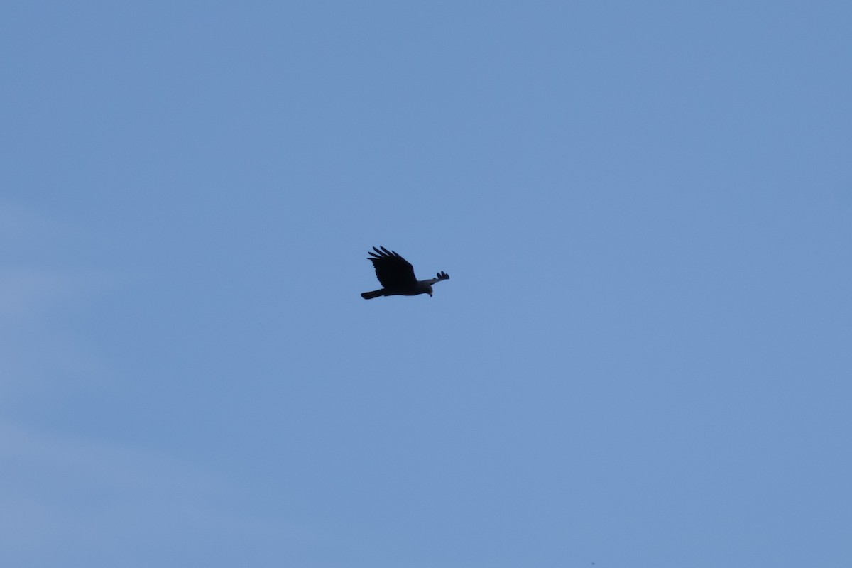 båndstjertvåk - ML646812746