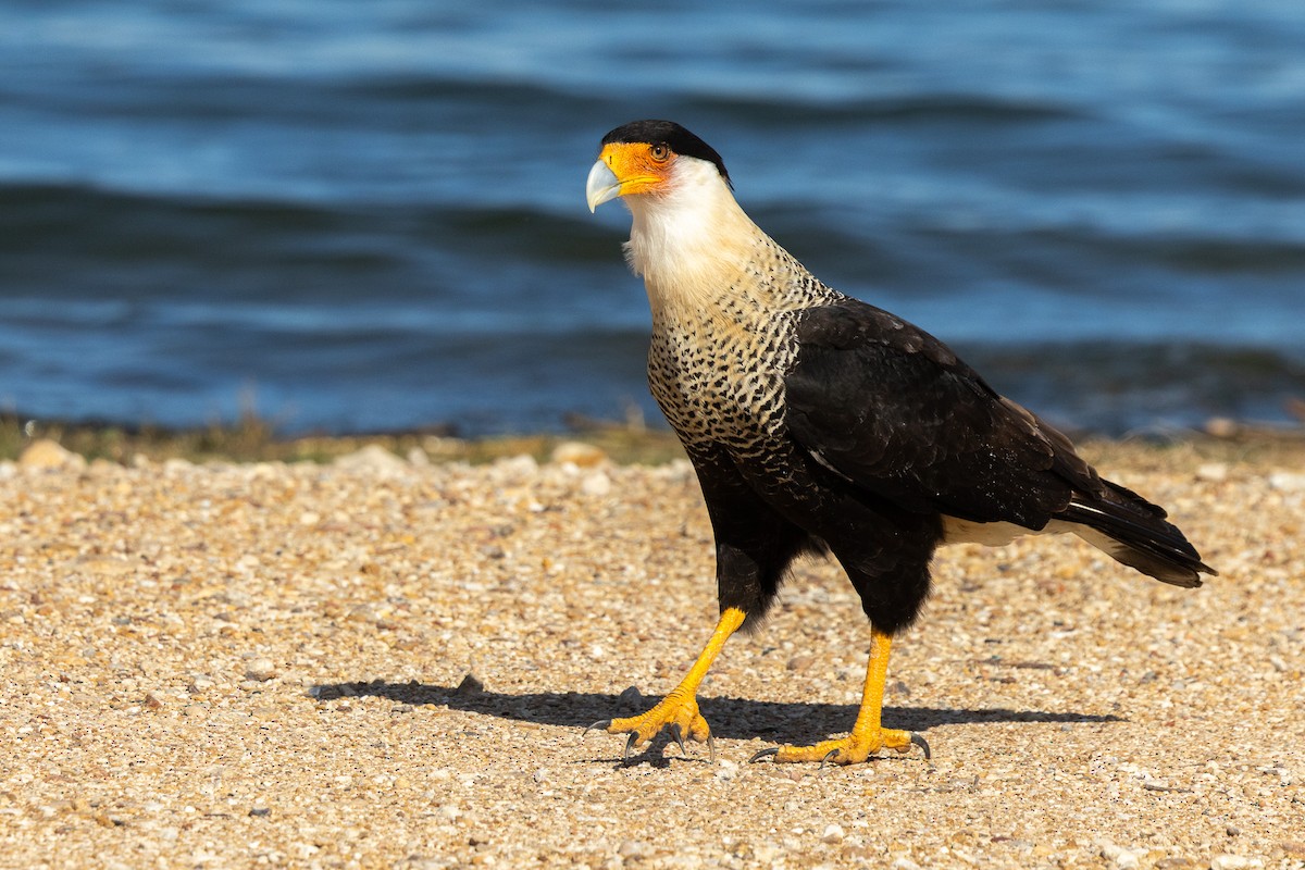 gribbkarakara - ML646812747