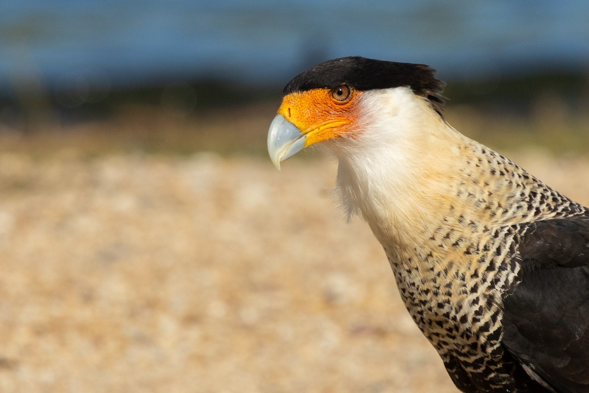 gribbkarakara - ML646812748