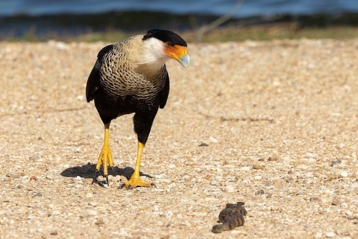 gribbkarakara - ML646812749