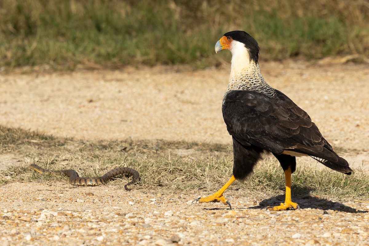 gribbkarakara - ML646812751