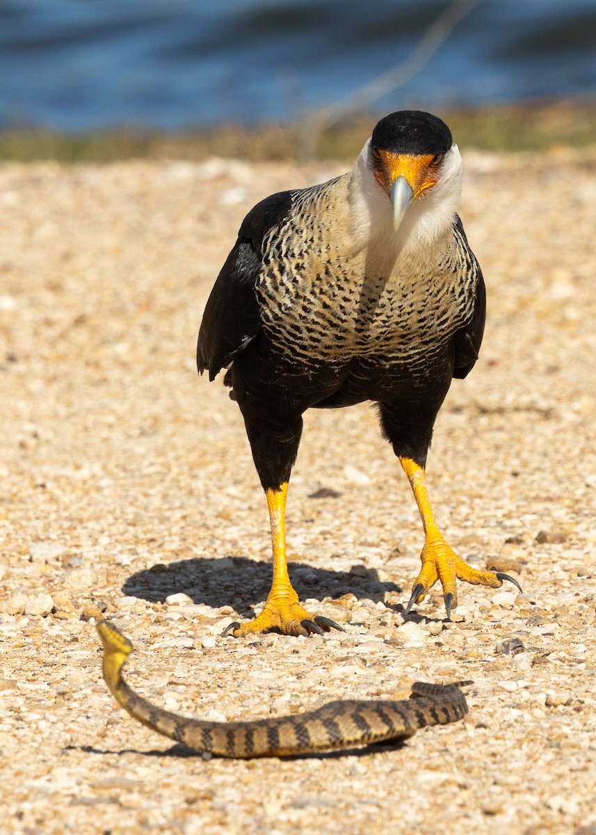 gribbkarakara - ML646812753