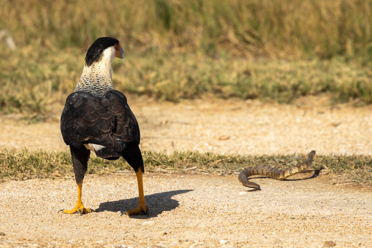 gribbkarakara - ML646812754