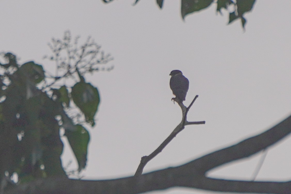 flaggermusfalk - ML646812755