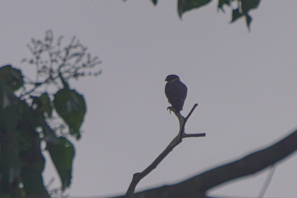 flaggermusfalk - ML646812756