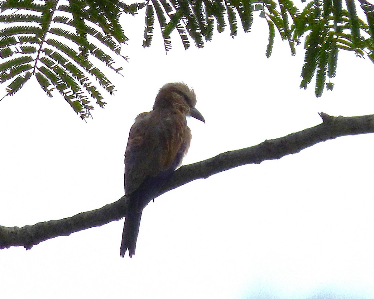 striperåke - ML646812760