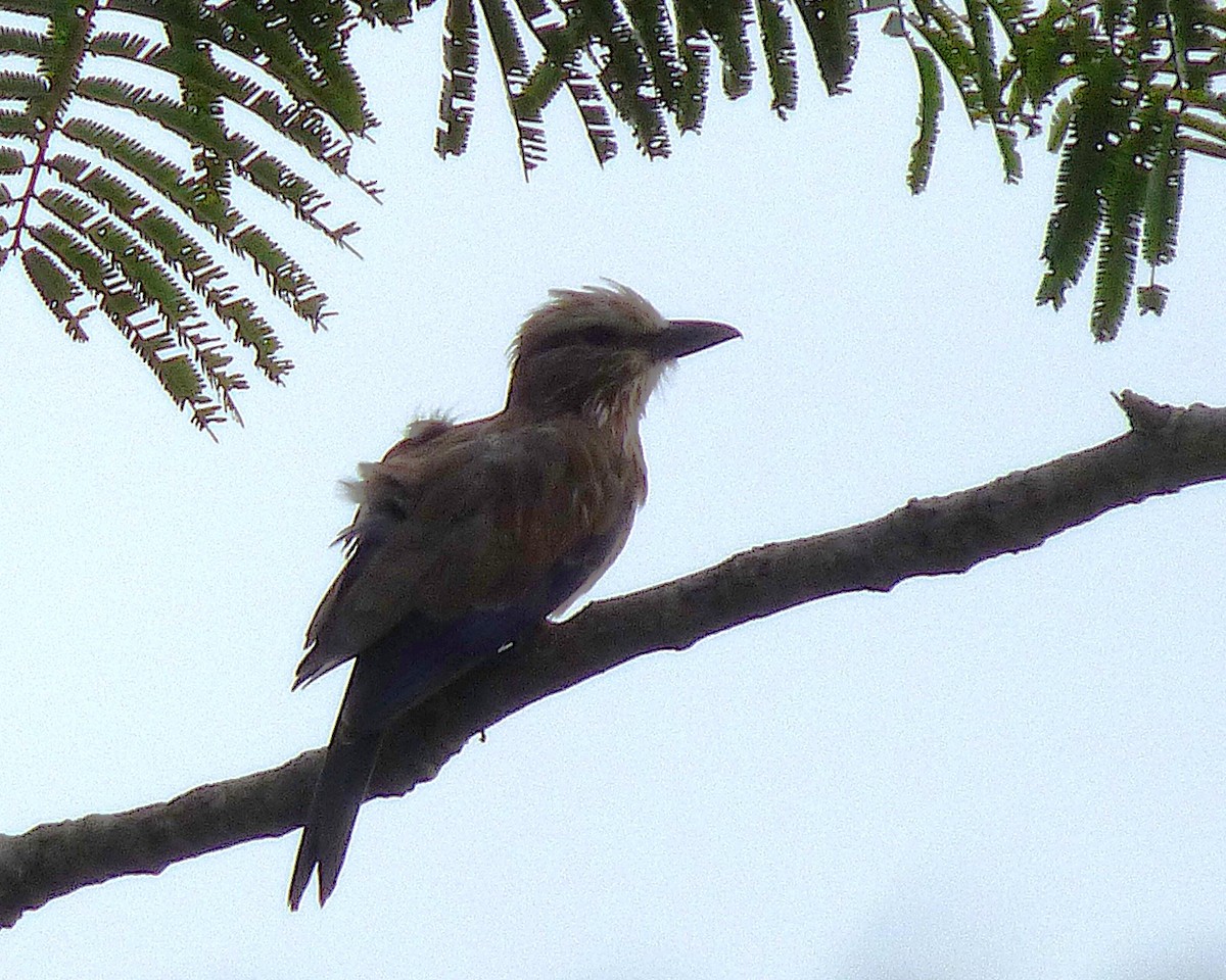 striperåke - ML646812761