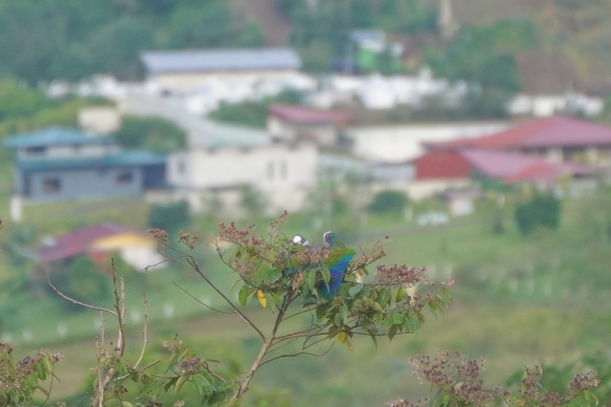 hvitkronepapegøye - ML646812762