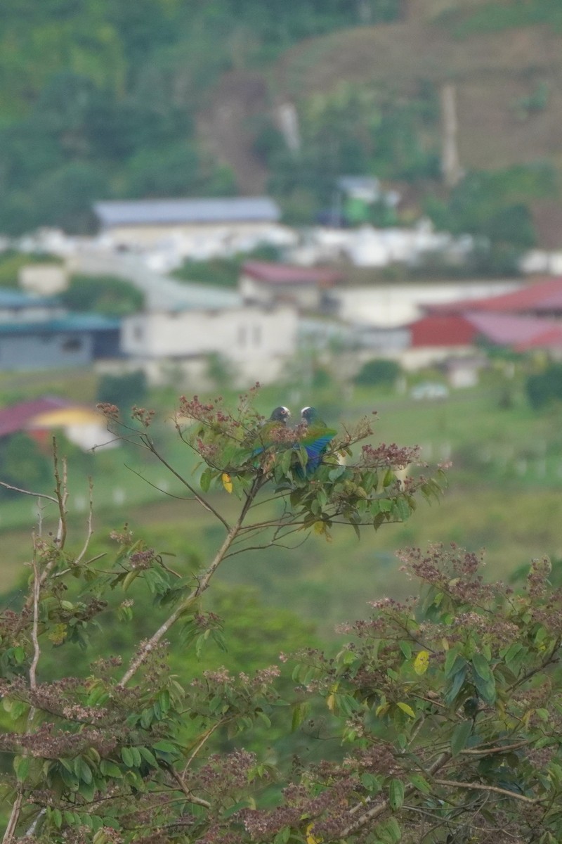 hvitkronepapegøye - ML646812763