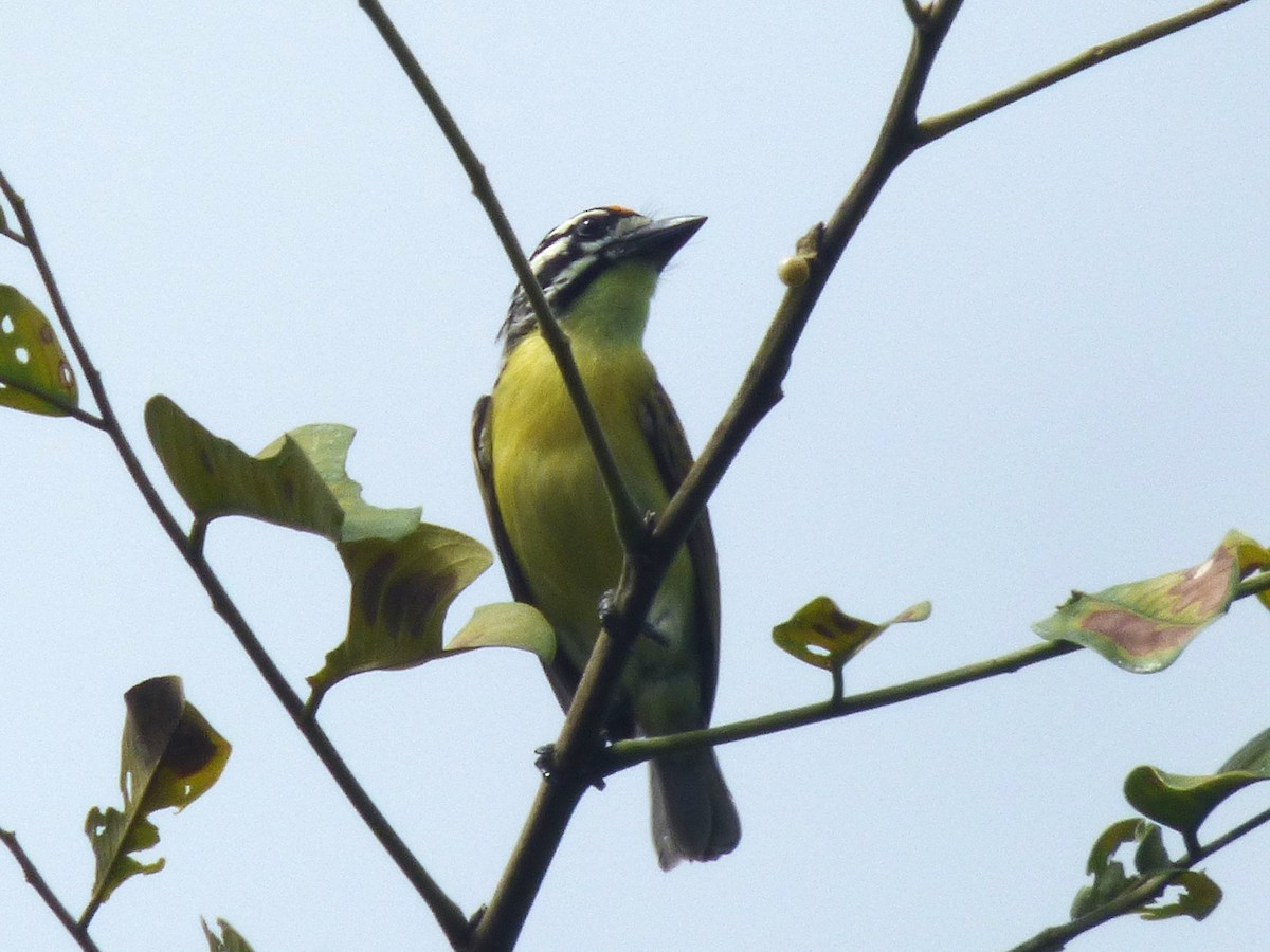 gullpannekobberslager - ML646812765