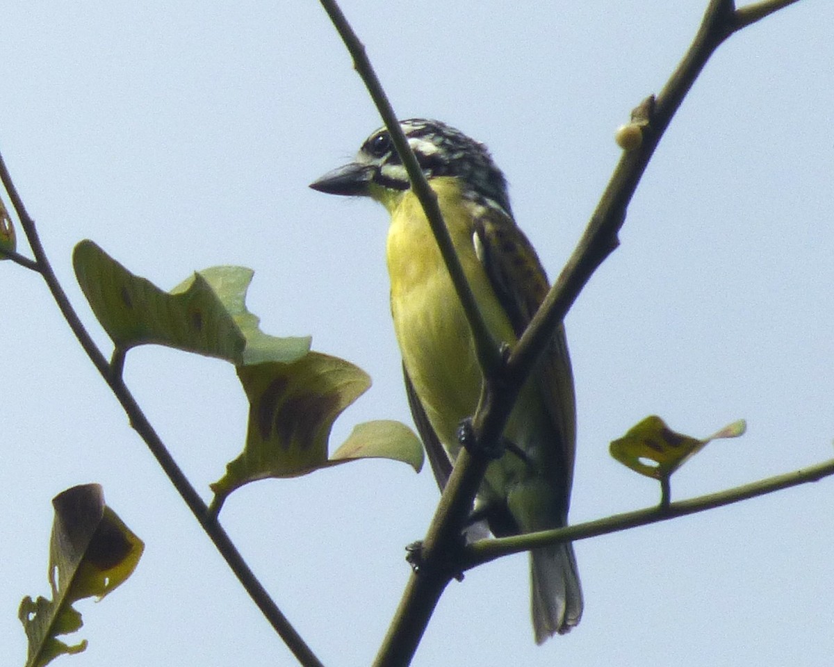 gullpannekobberslager - ML646812766