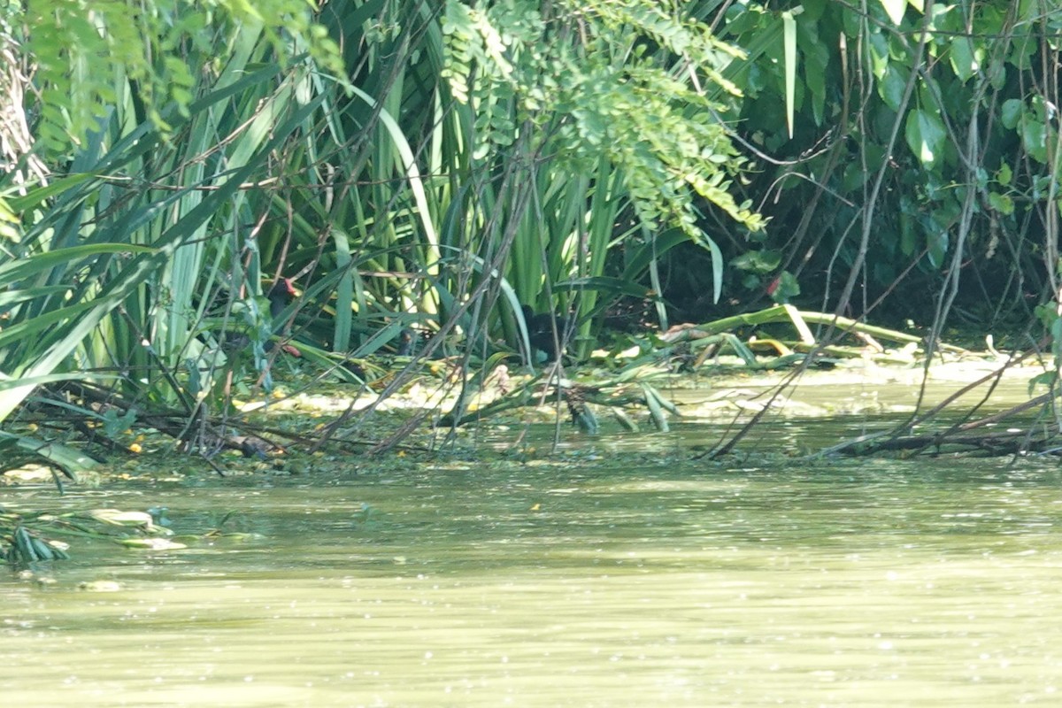 amerikasivhøne - ML646812767