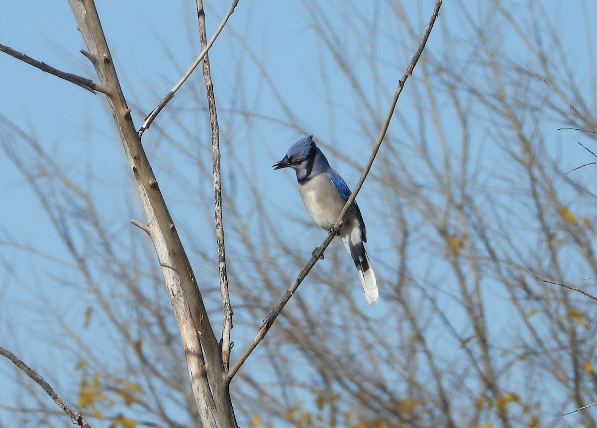 blåskrike - ML646812768