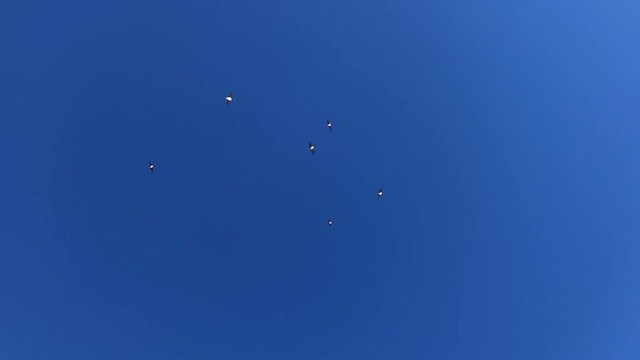 Tree Swallow - ML646812772