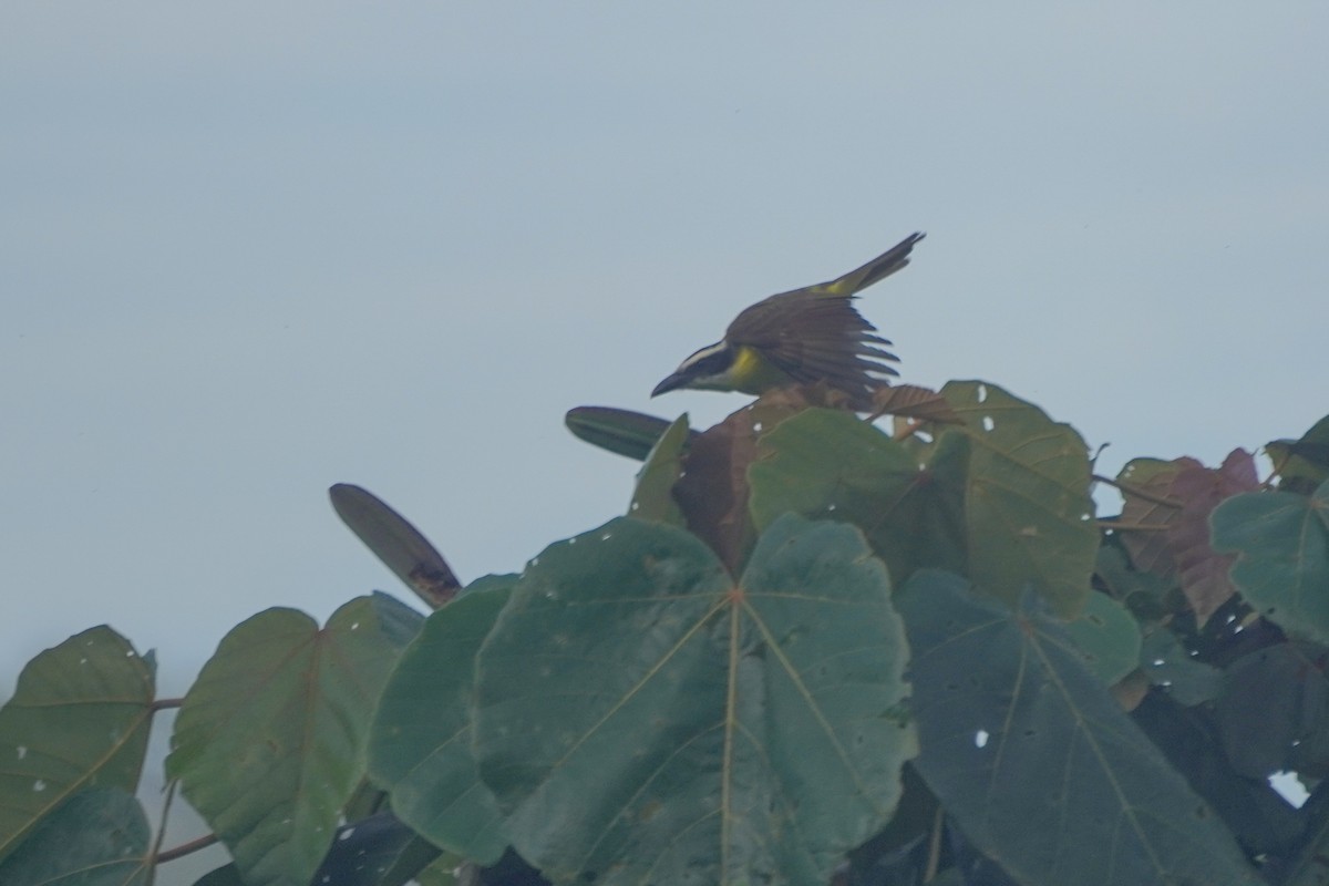 Boat-billed Flycatcher - ML646812777