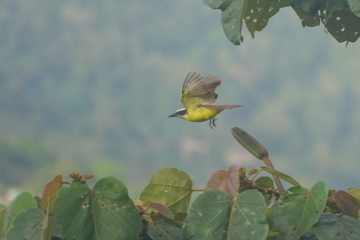 Boat-billed Flycatcher - ML646812778