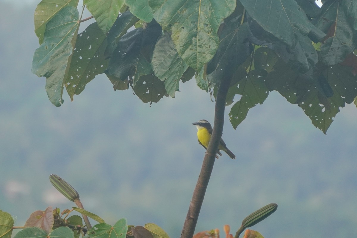 Boat-billed Flycatcher - ML646812779