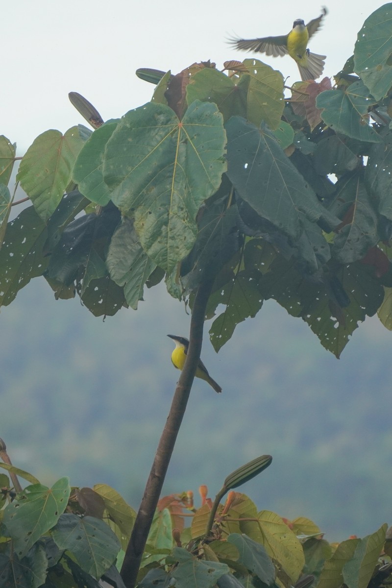 Boat-billed Flycatcher - ML646812780