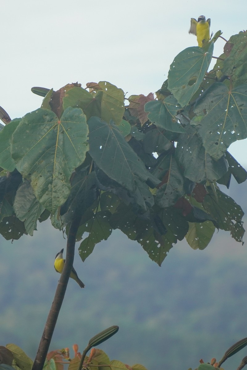 Boat-billed Flycatcher - ML646812781