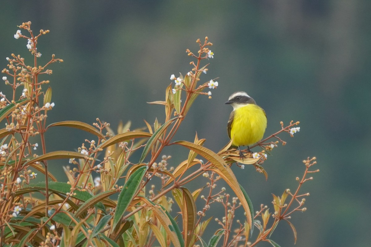 Bienteveo Sociable - ML646812790