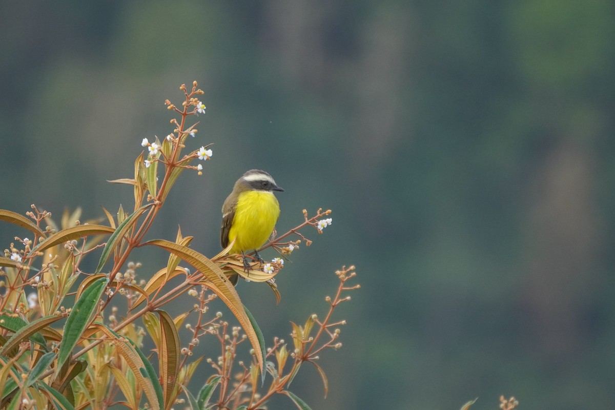 Bienteveo Sociable - ML646812791