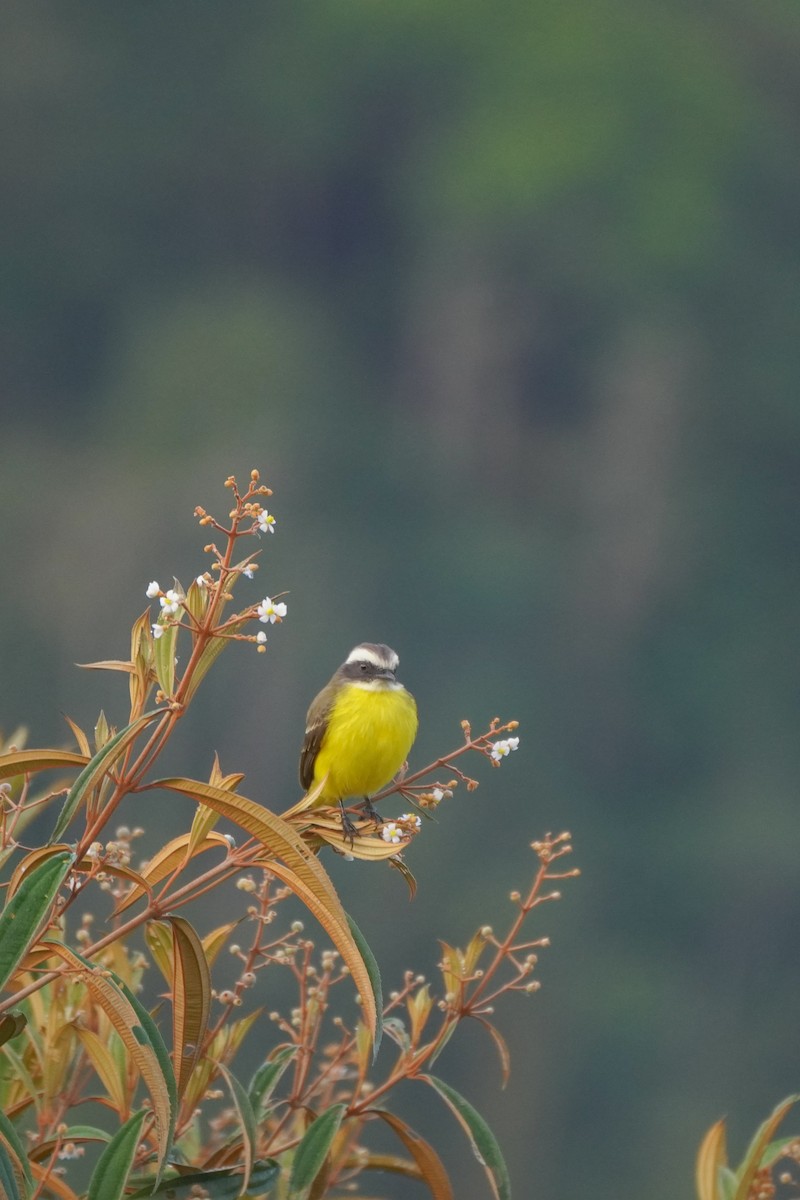 Bienteveo Sociable - ML646812792