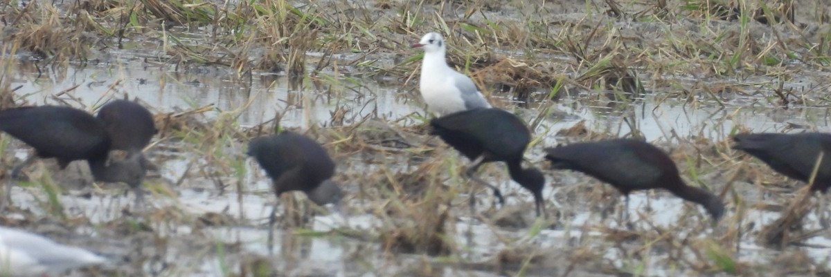 מגלן חום - ML646812793