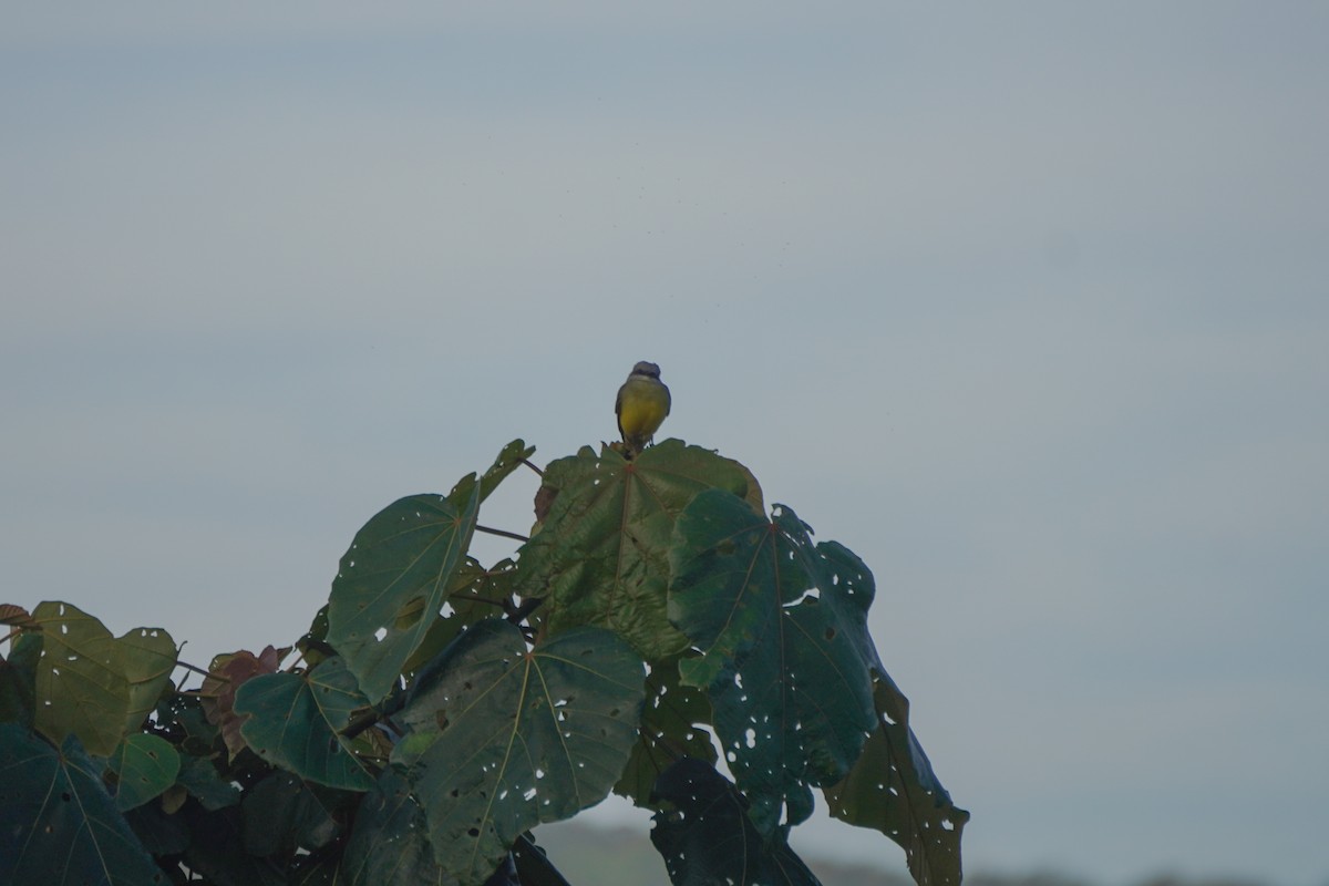 Tropical Kingbird - ML646812795