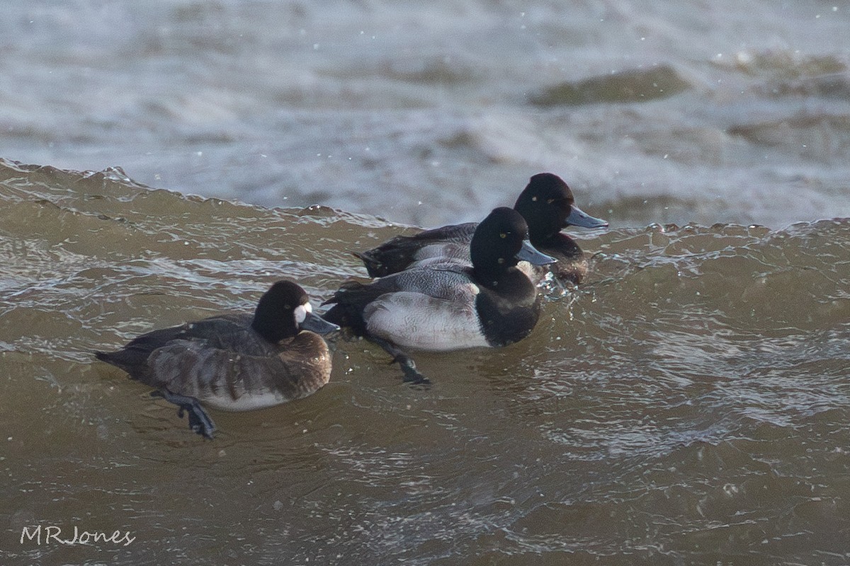Lesser Scaup - ML646812796
