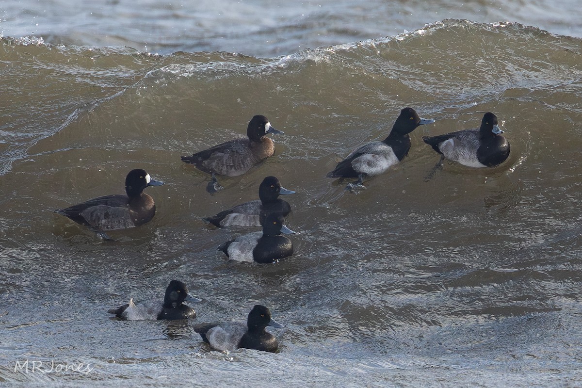 Lesser Scaup - ML646812797