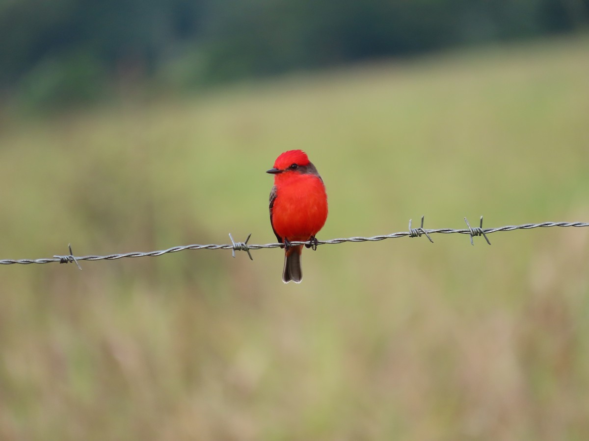Vermilion Flycatcher - ML646812798